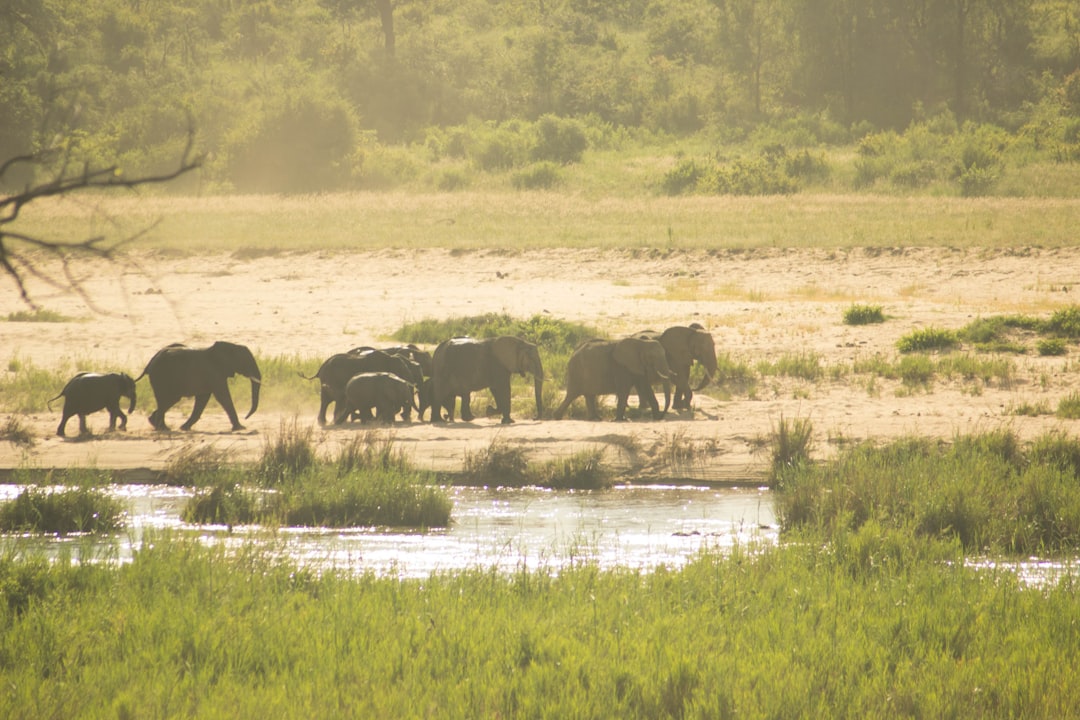 Hippopotamus resting in the shallows of a Central African river